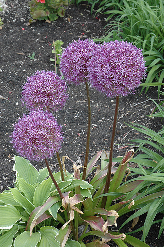 Allium 'Pinball Wizard'