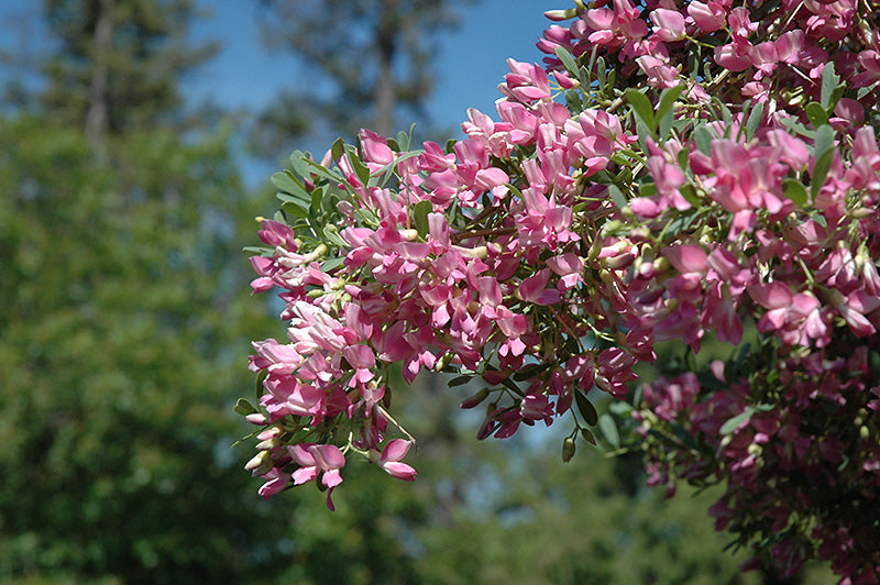 Halimodendron halodendron