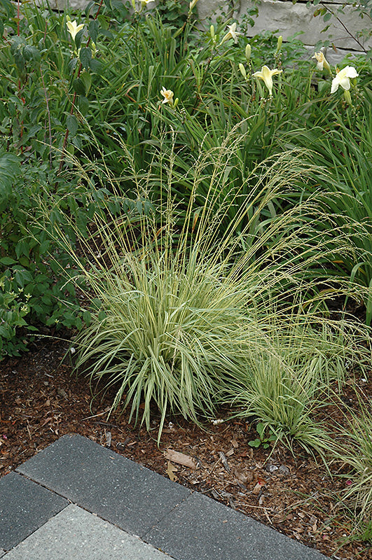 Molinia caerulea 'Variegata'