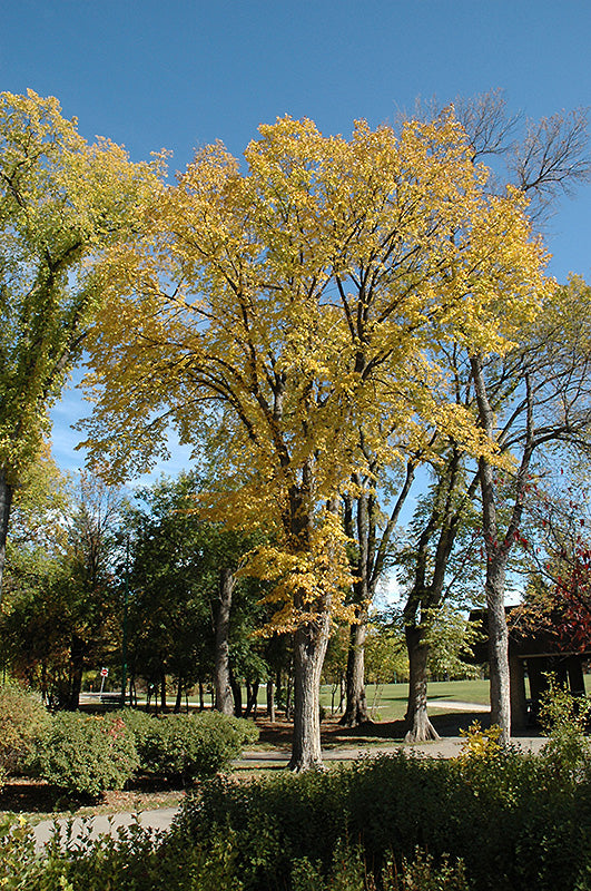 Ulmus americana