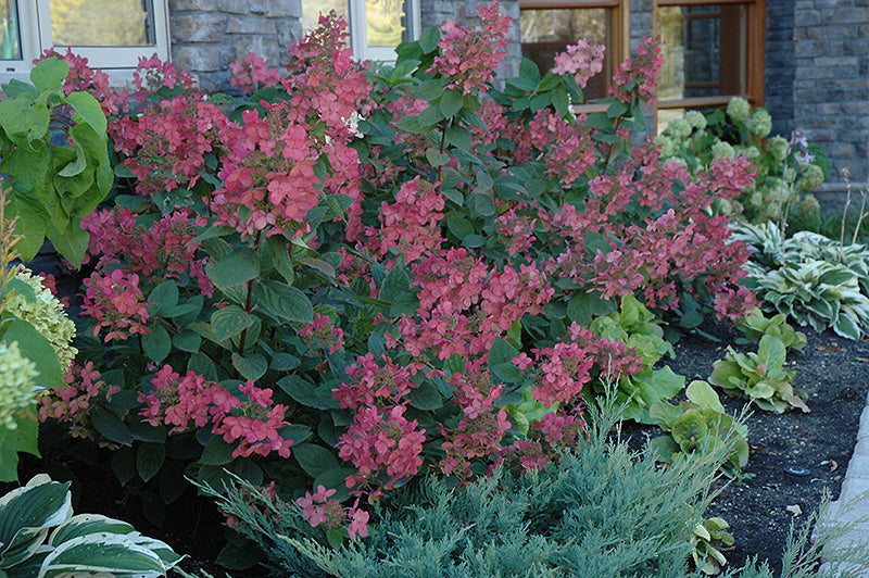 Hydrangea paniculata 'Pink Diamond'