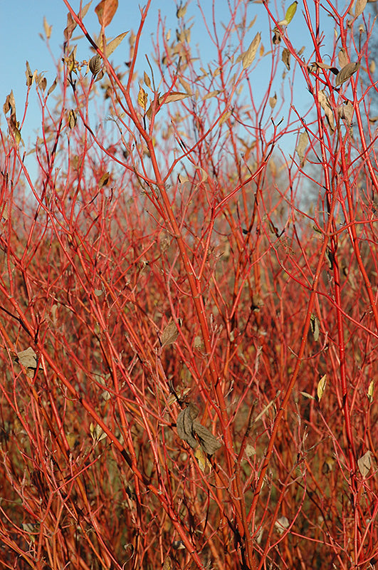 Cornus sericea 'Cardinal'