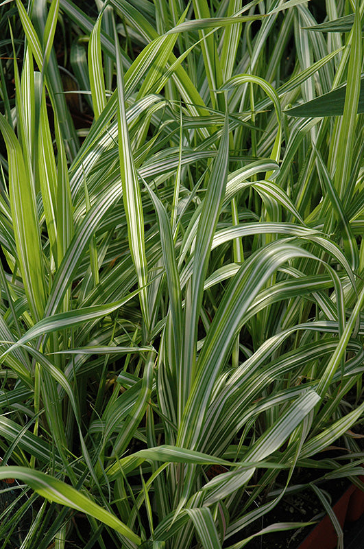 Phalaris arundinacea 'Freesey'