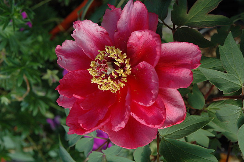 Paeonia suffrutcosa 'Shima Nishiki' (Tree peony)