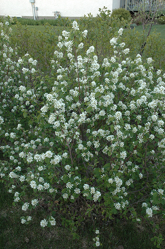 Amelanchier alnifolia 'Northline'