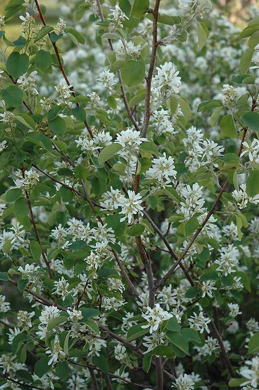 Amelanchier alnifolia 'Pembina'