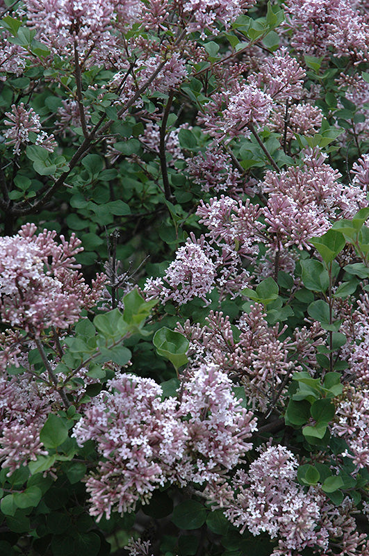 Syringa meyeri 'Palibin'