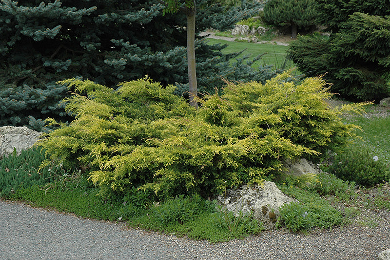 Juniperus chinensis pftizeriana 'Old Gold'