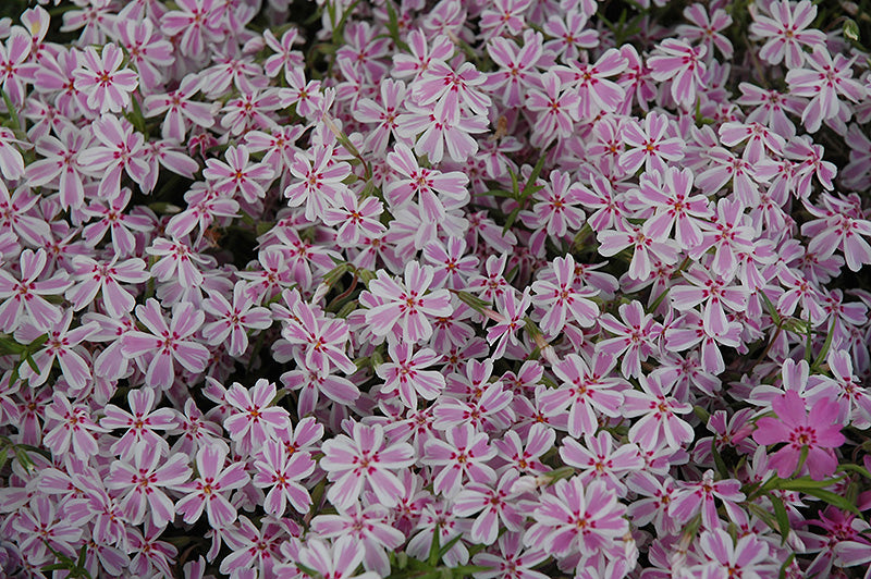 Phlox subulata 'Candy Stripe'