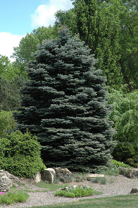 Picea pungens glauca 'Fat Albert'
