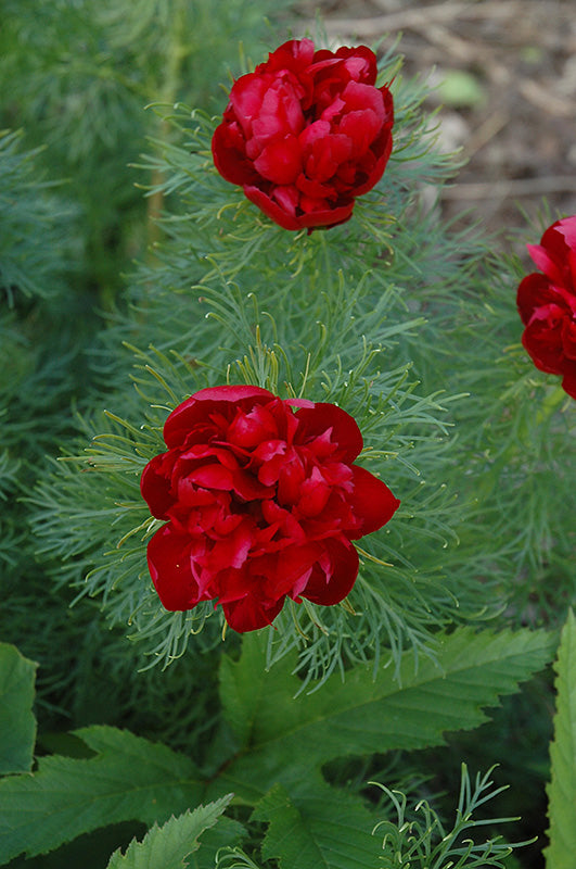 Paeonia tenuifolia 'Rubra Plena'