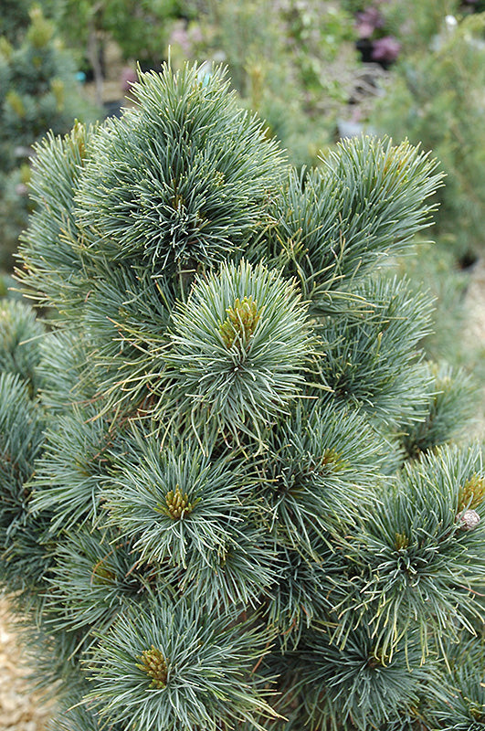 Pinus cembra 'Blue Mound'