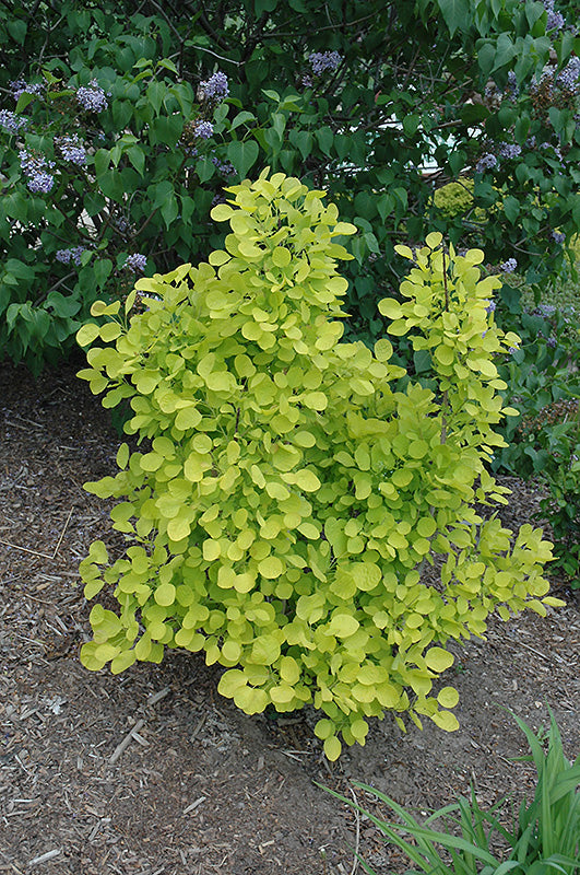 Cotinus coggygria 'Ancot'