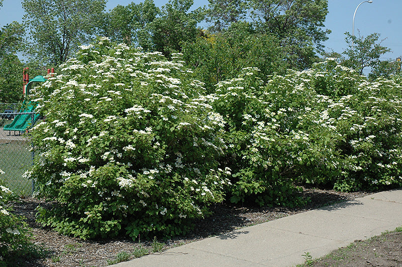 Viburnum trilobum