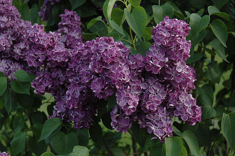 Syringa vulgaris 'Yankee Doodle'