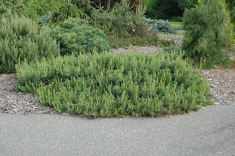 Pinus sylvestris 'Hillside Creeper'