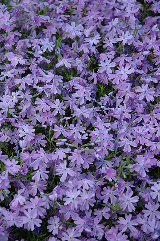 Phlox subulata 'Emerald Cushion Blue'