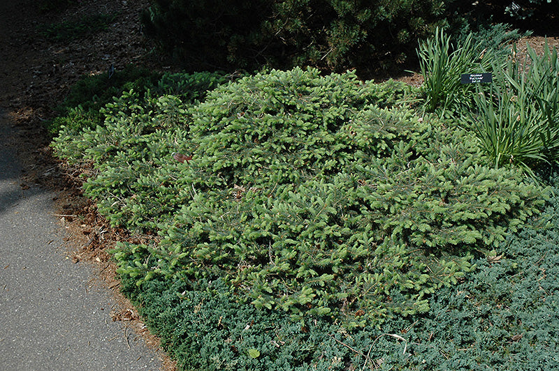 Picea pungens 'Mesa Verde'