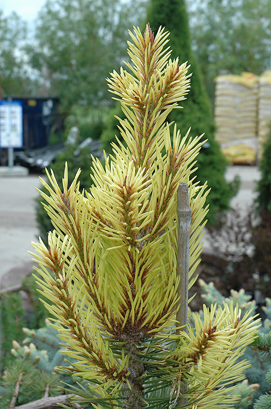 Pinus contorta 'Taylor's Sunburst'