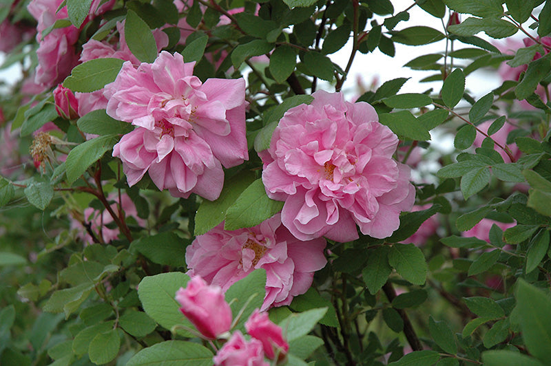 Rosa 'Therese Bugnet'