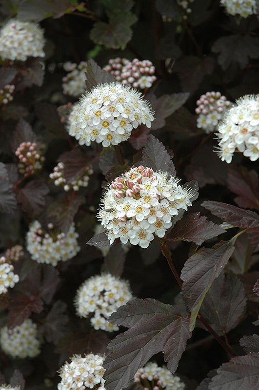 Physocarpus opulifolius 'Monlo'