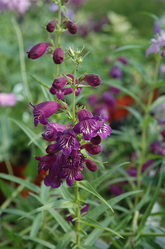 Penstemon x mexicali 'Pike's Peak Purple'