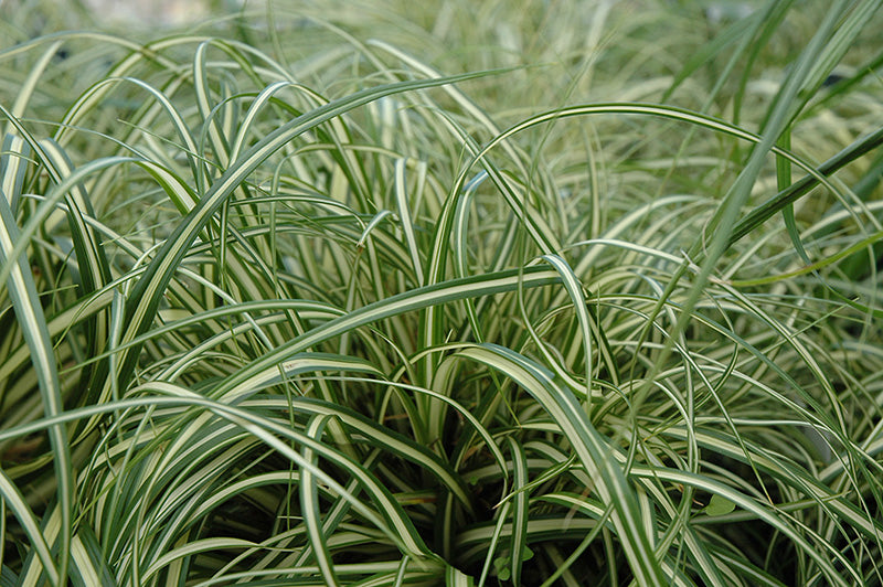 Carex oshimensis 'Evergold'