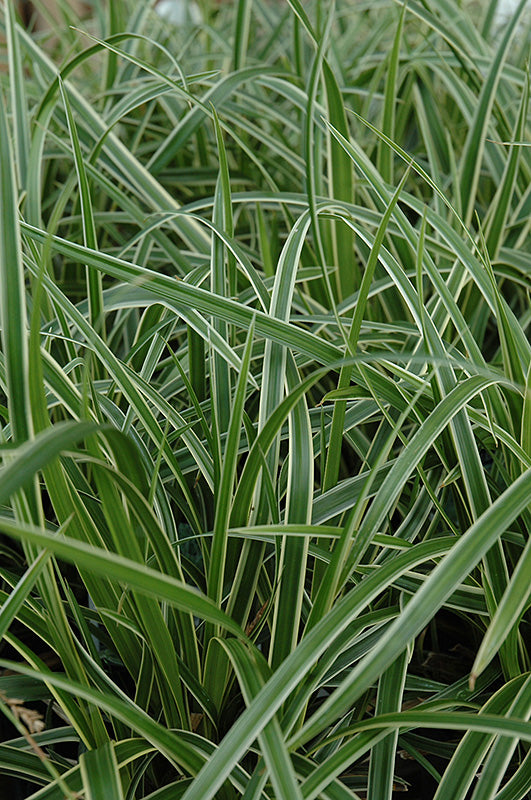 Carex morrowii 'Ice Dance'