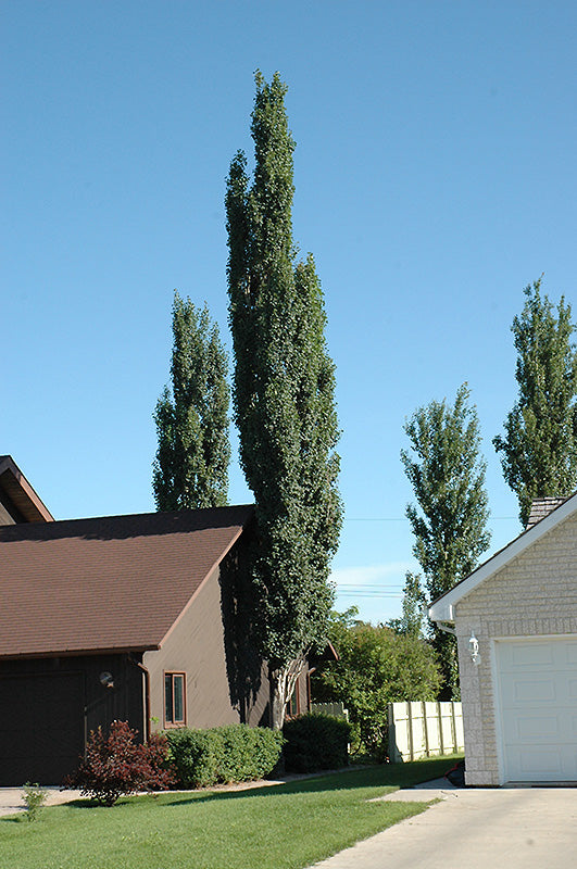 Populus tremula 'Erecta'