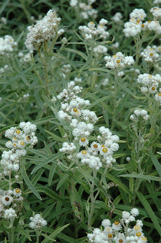 Anaphalis margaritacea