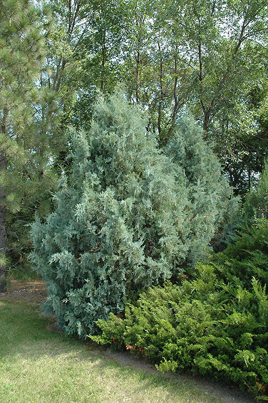 Juniperus scopulorum 'Wichita Blue'