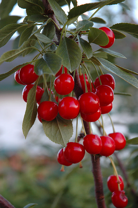 Cherry - Prunus cerasus 'Evans'