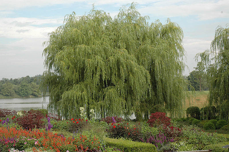 Salix alba 'Tristis'