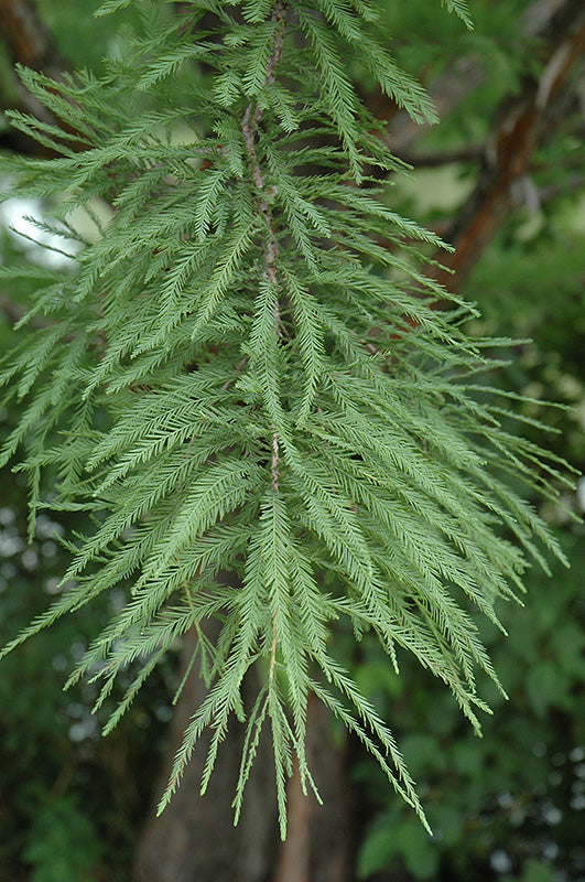 Taxodium distichum 'Shawnee Brave'