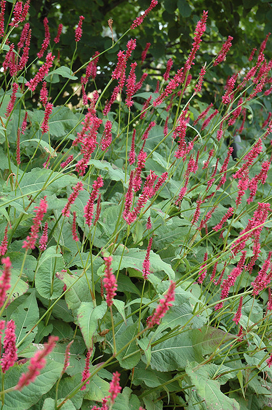 Persicaria amplexicaulis 'Fire Tail'