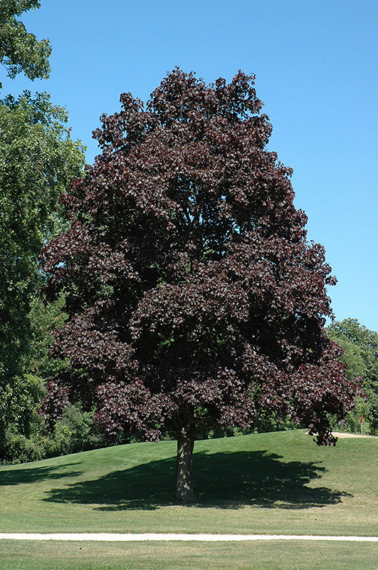 Acer platanoides 'Crimson King'