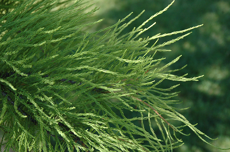 Taxodium ascendens 'Nutans'
