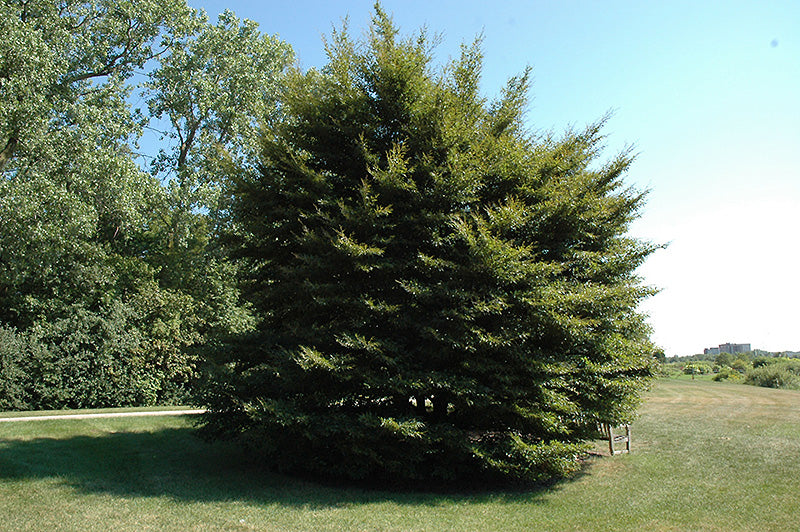 Fagus sylvatica 'Asplenifolia'