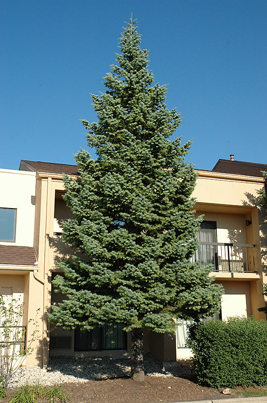 Abies concolor