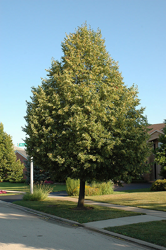 Tilia cordata 'Glenleven'