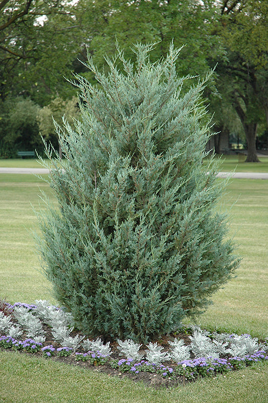 Juniperus scopulorum 'Moonglow'