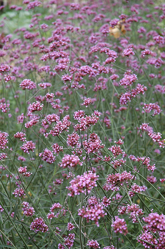 Verbena bonariensis