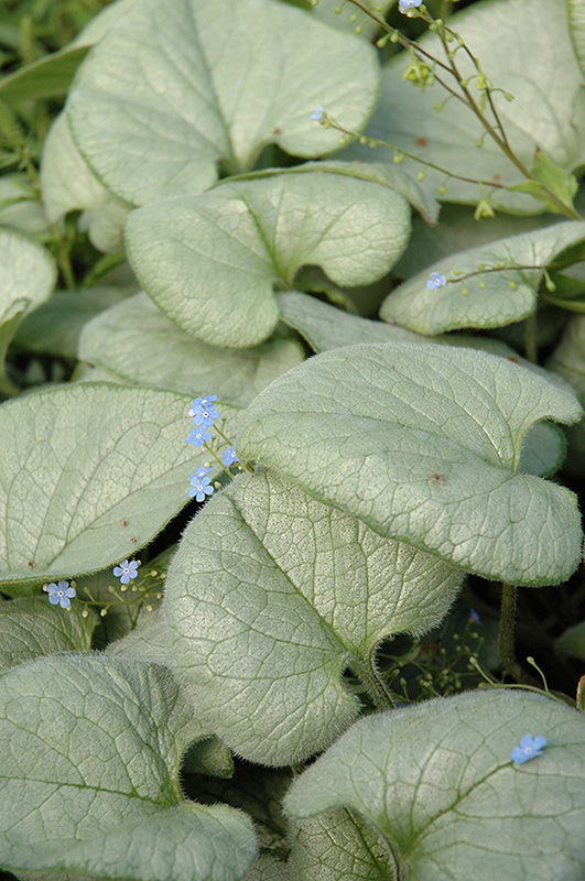 Brunnera macrophylla 'Looking Glass'