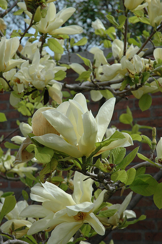 Magnolia 'Elizabeth'