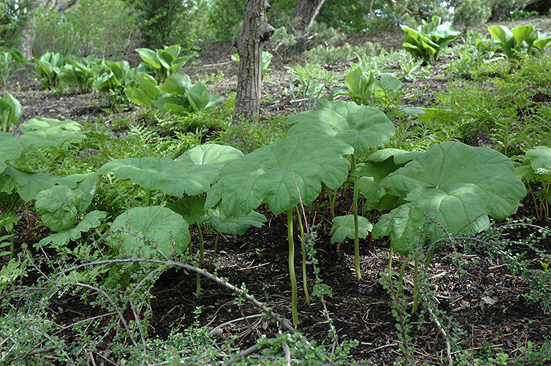 Astilboides Tabularis