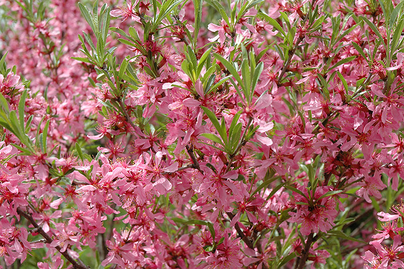 Prunus tenella