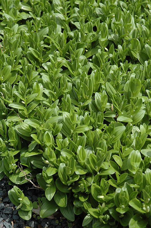 Polygonatum 'Multiflorum'