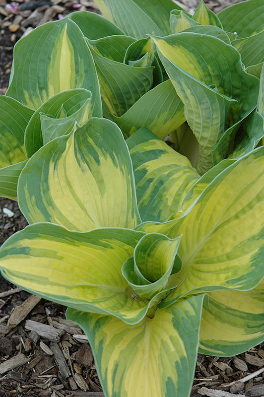 Hosta 'Great Expectations'