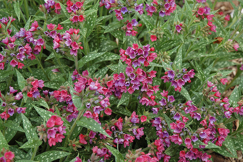 Pulmonaria 'Raspberry Splash'