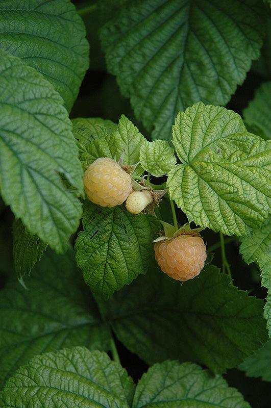 Rubus idaeus 'Fall Gold'